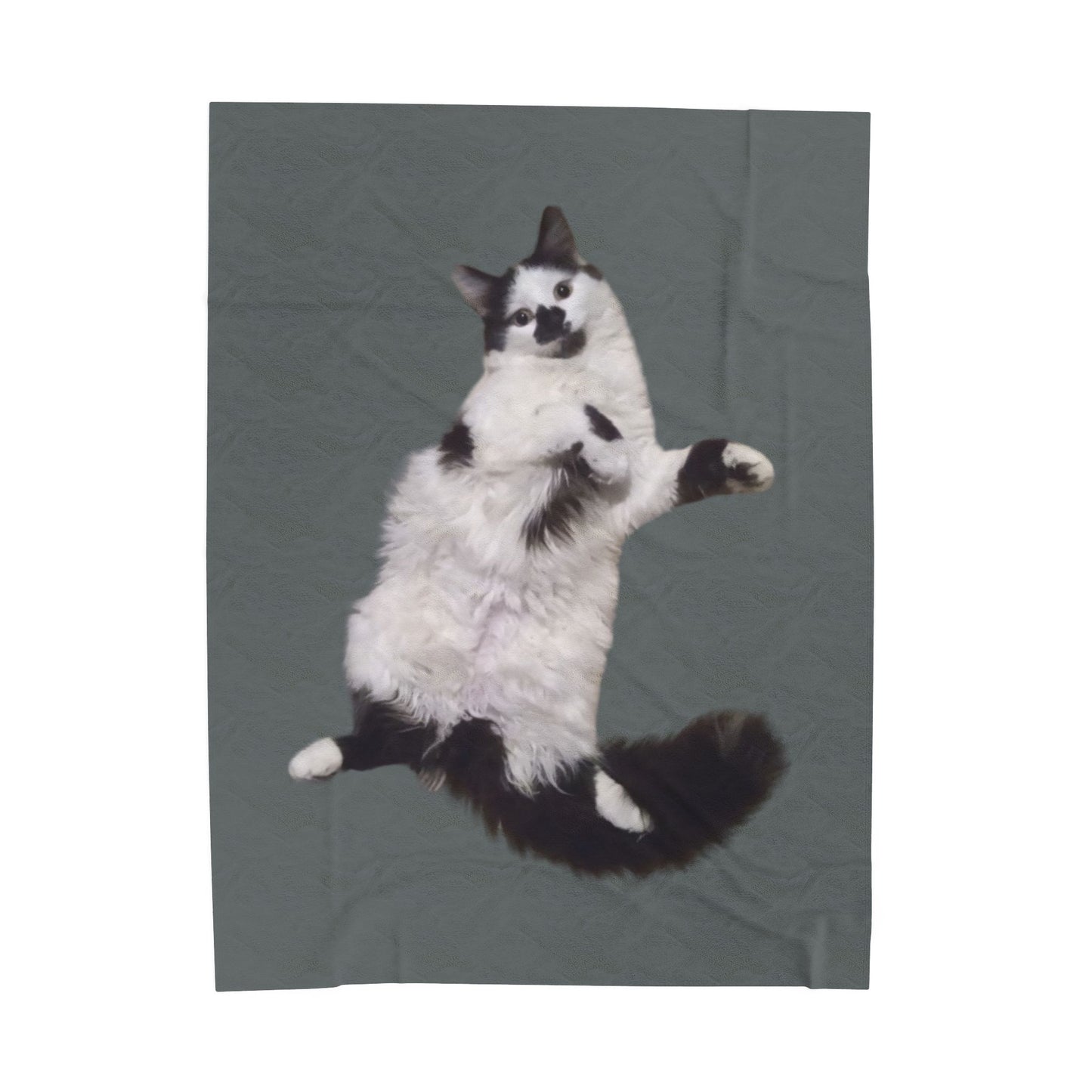 Velveteen Plush Blanket - Beanie the Cat Picture, Cozy Resting