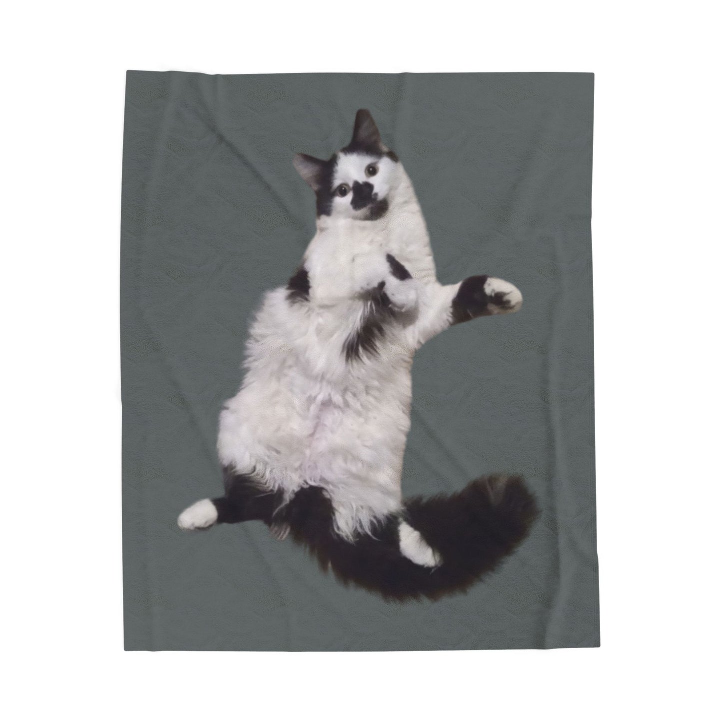 Velveteen Plush Blanket - Beanie the Cat Picture, Cozy Resting